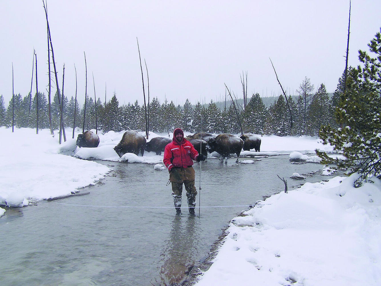 USGS employee making discharge measurement at 06036940 Tantalus Creek at Norris Junction, Yellowstone National Park, WY.
