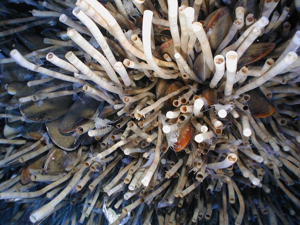 Image shows a bunch of tube worms in the deep ocean