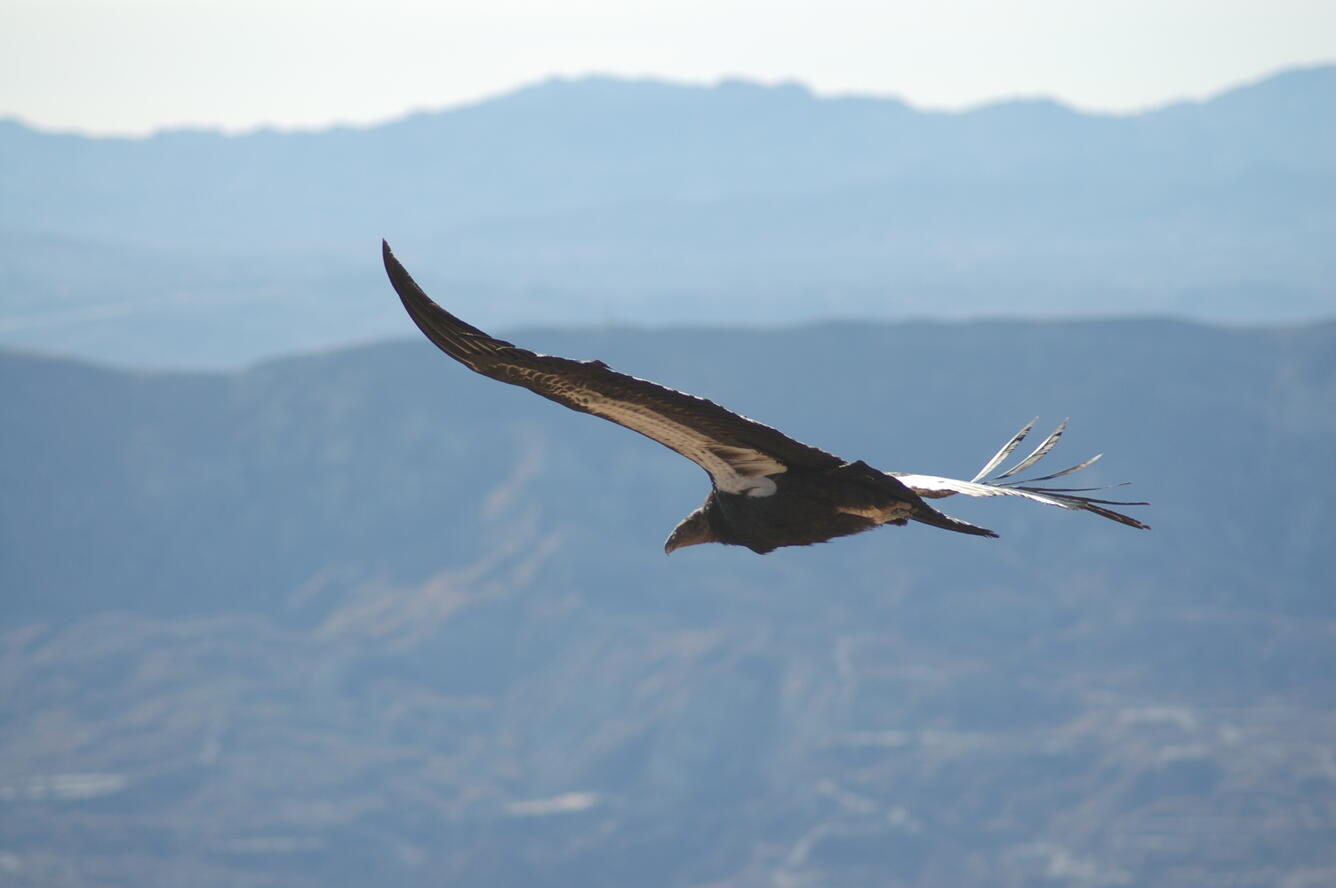 California condor soaring