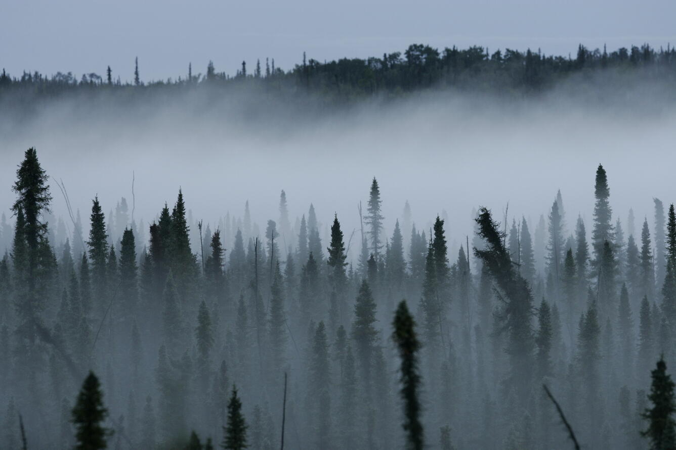 Misty black spruce forest