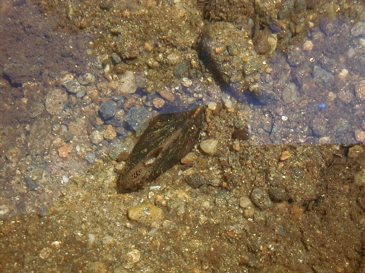Dwarf wedgemussel  in water