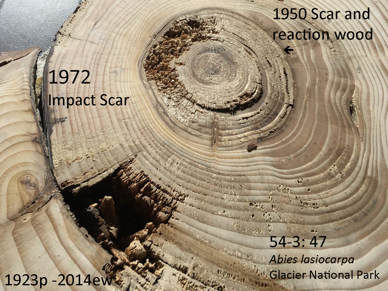 tree cross section with avalanche scars