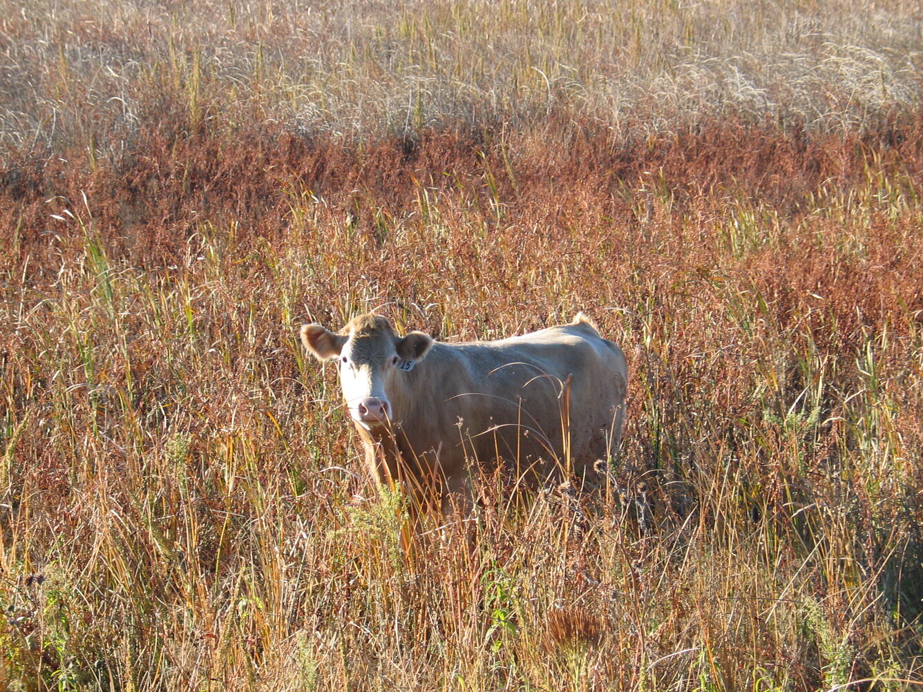 Photo of cow standing in a wetland