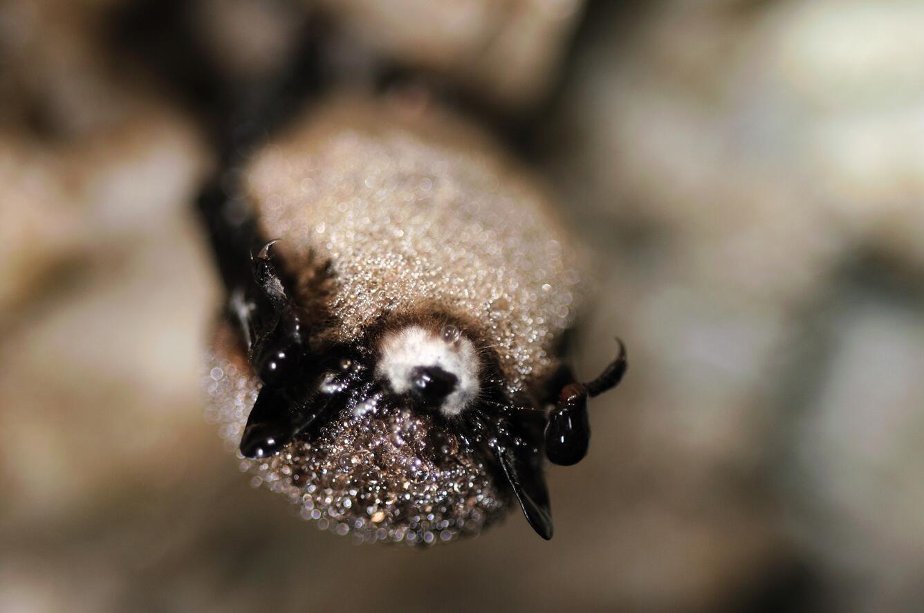 Little brown bat with white-nose syndrome