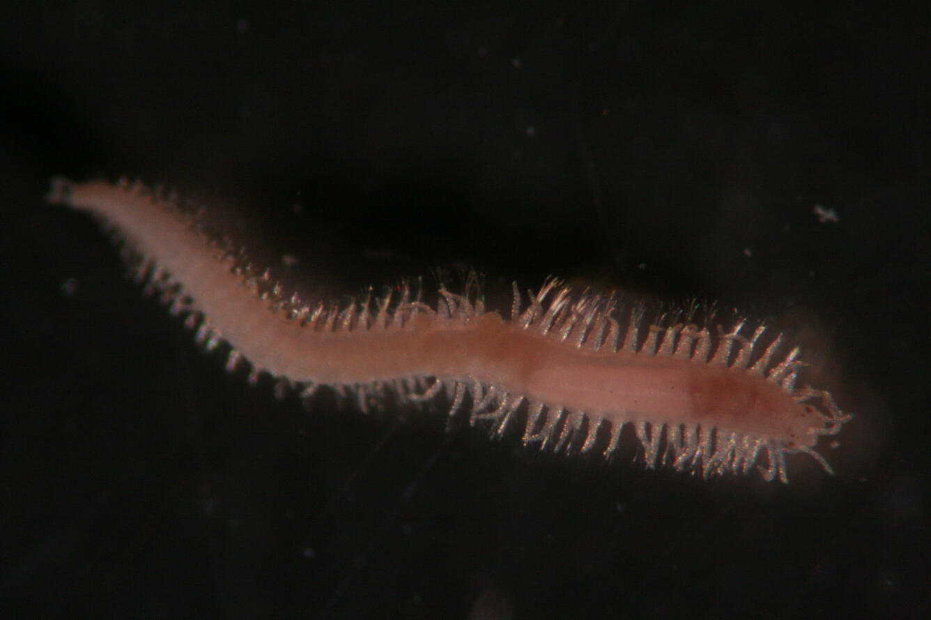 Syllidae