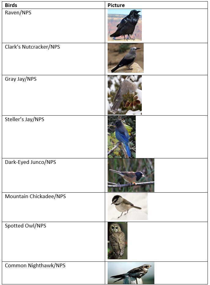 Birds of Crater Lake