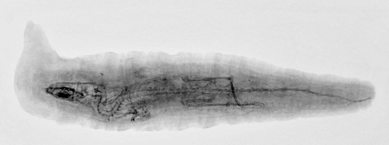 Inverted x-ray of an Egyptian shrew mummy.