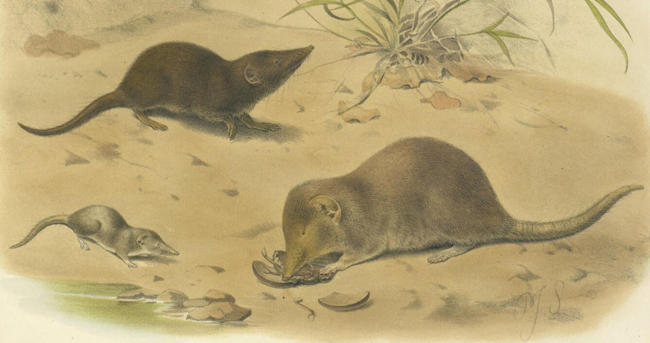Three species of modern Egyptian shrews
