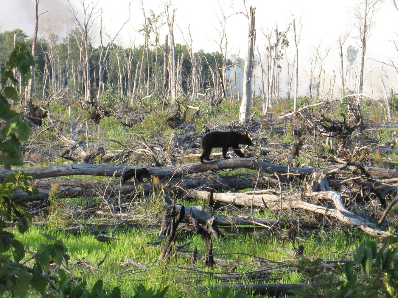 Bears at the Lateral West Fire