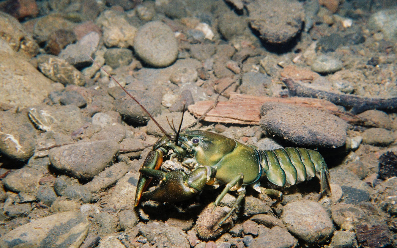 Signal crayfish in Lake Quinault.