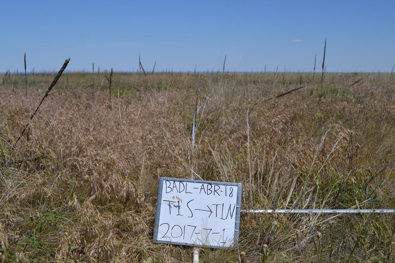 Photo of annual brome grasses in an unburned, untreated control plot