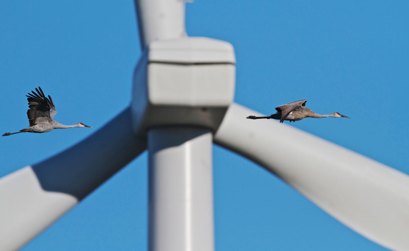 Sandhill Cranes are Potentially Vulnerable to Wind Energy Infrastructure