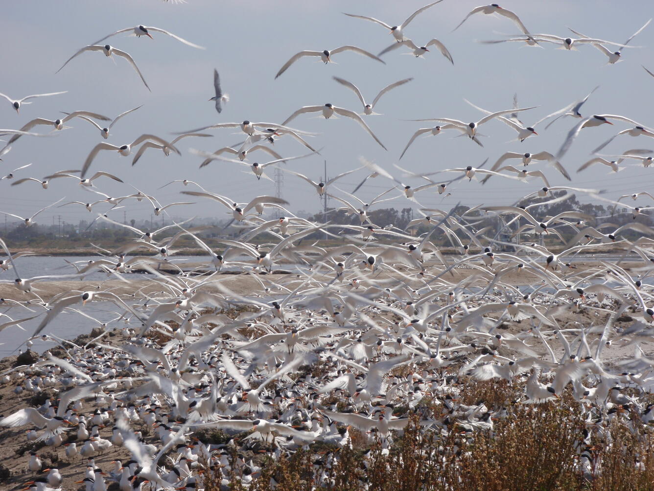 A mixed tern colony in San Diego Bay