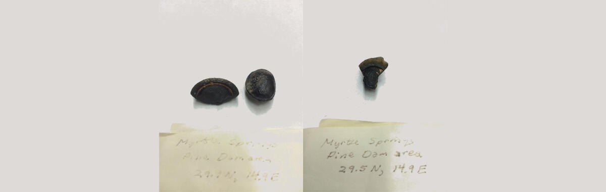 Impactites collected from the Sierra Madera crater in Texas