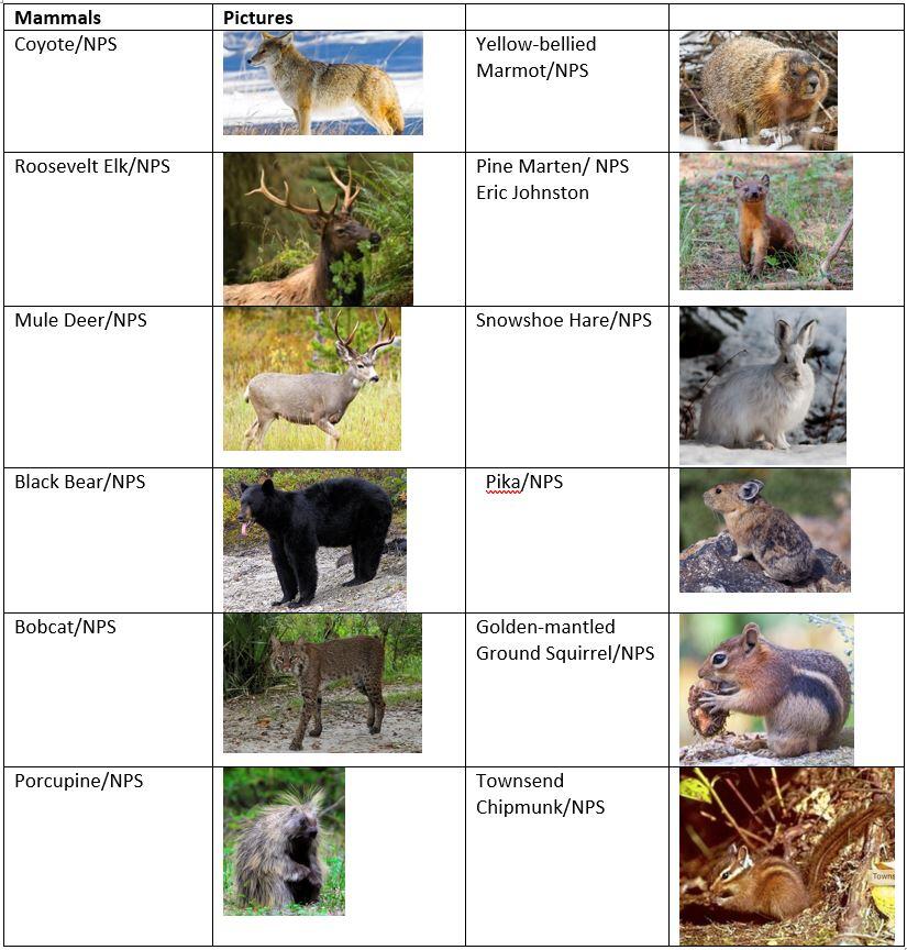 Mammals of Crater Lake