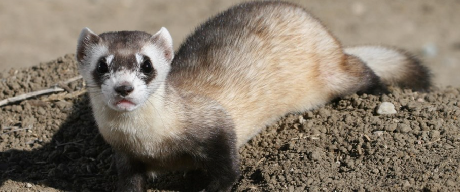 Black footed ferret