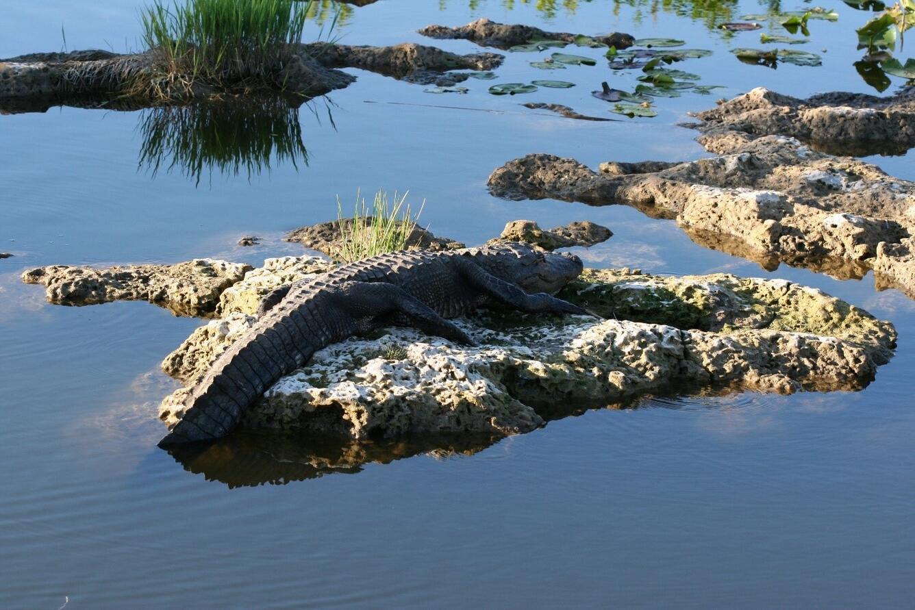 Florida Everglades alligator