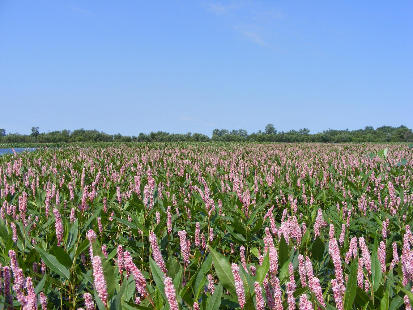 Wetland Restoration; Wetland Marsh Restored