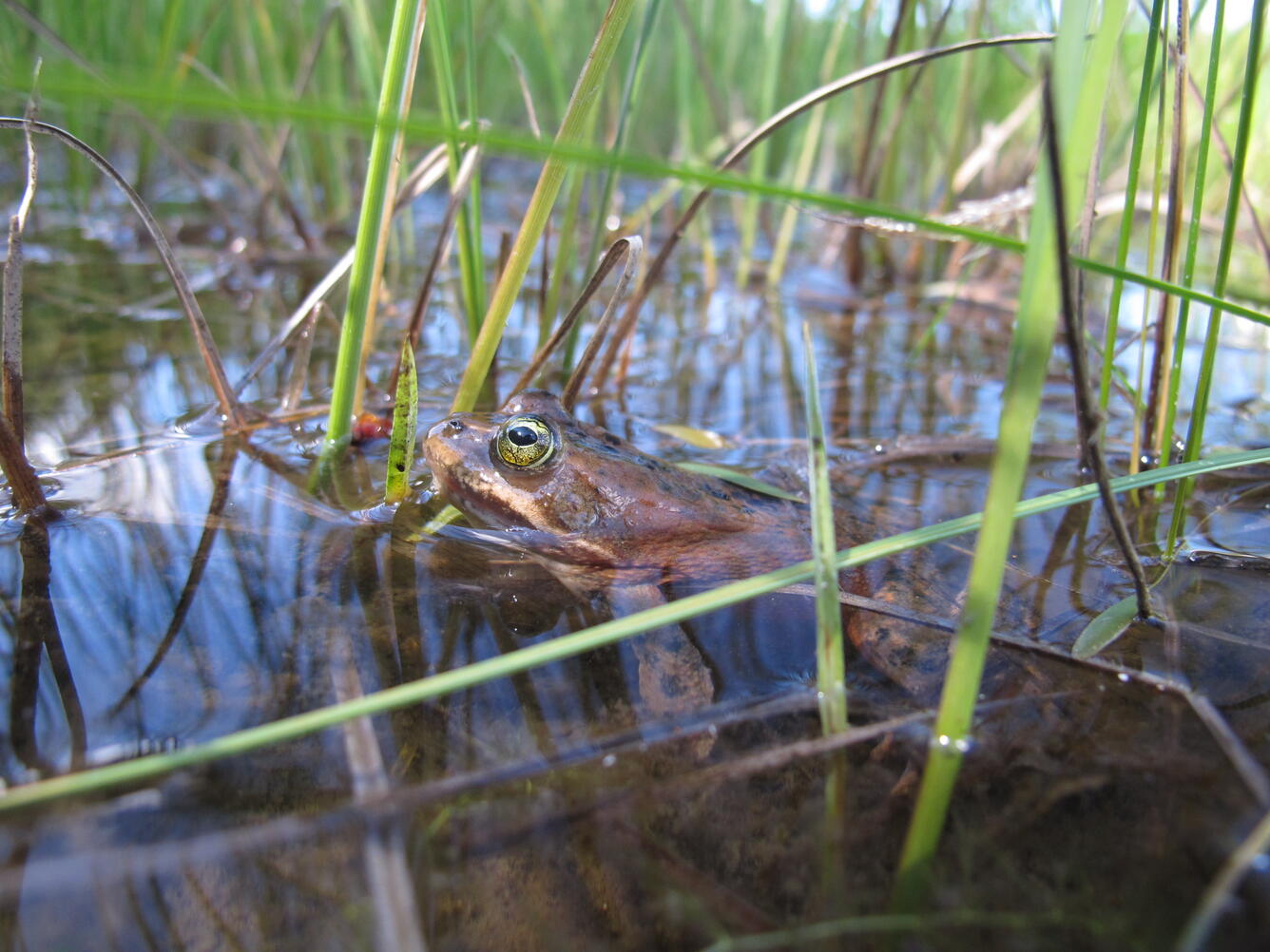 Oregon spotted frog, head above water