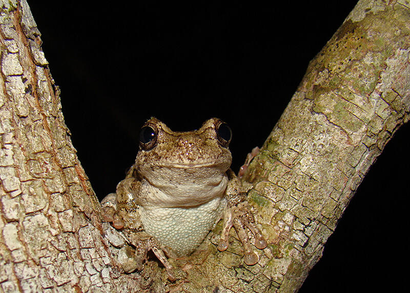 Cope's gray treefrog 