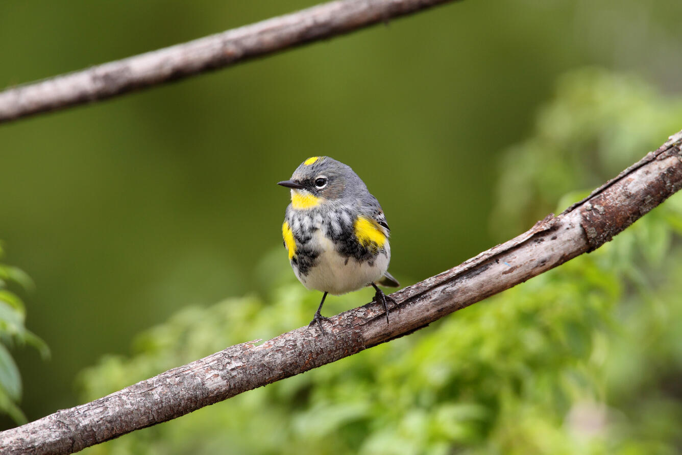 Yellow-rumped warbler, Albany, OR