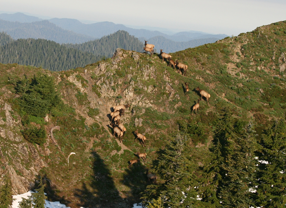 elk on mountain