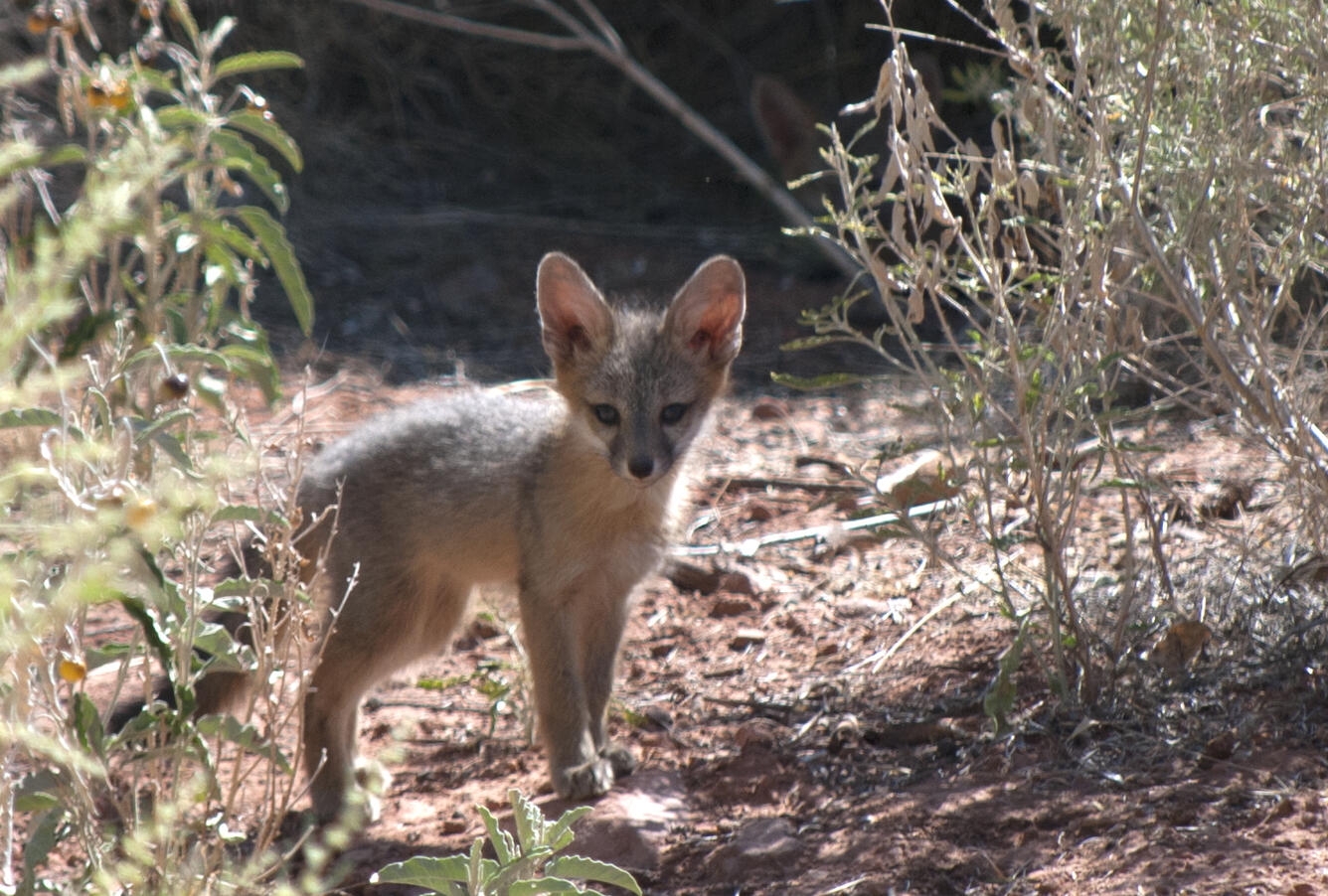 Gray Fox Kit at Zion National Park