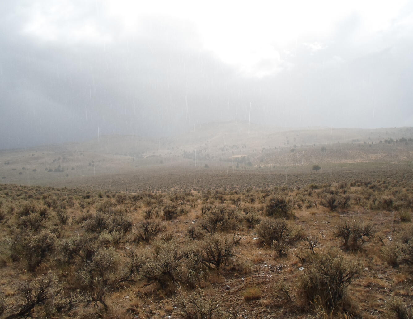 sleet storm over sagebrush habitat