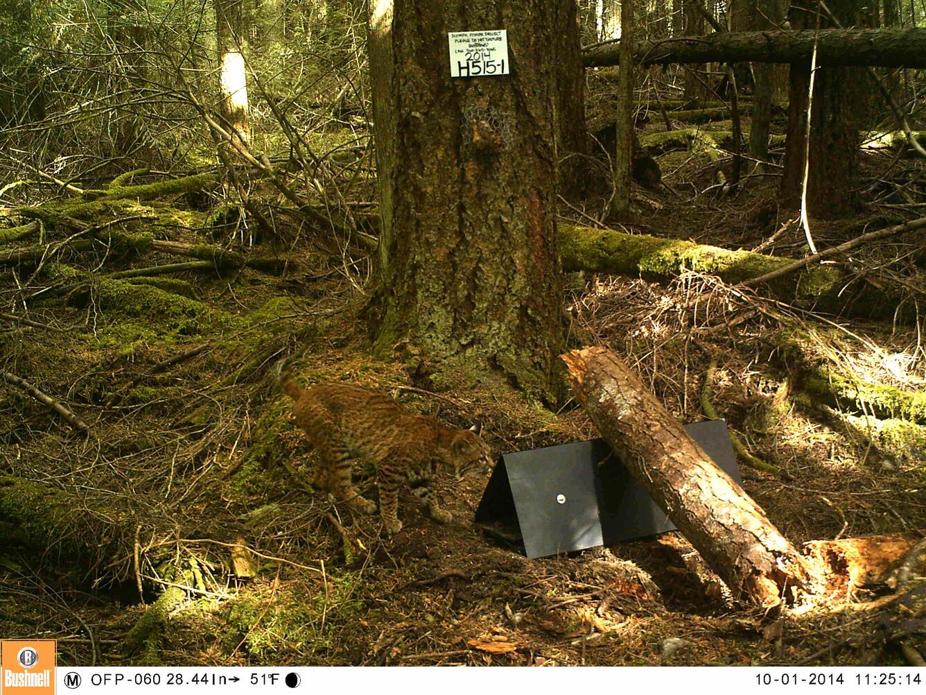 bobcat