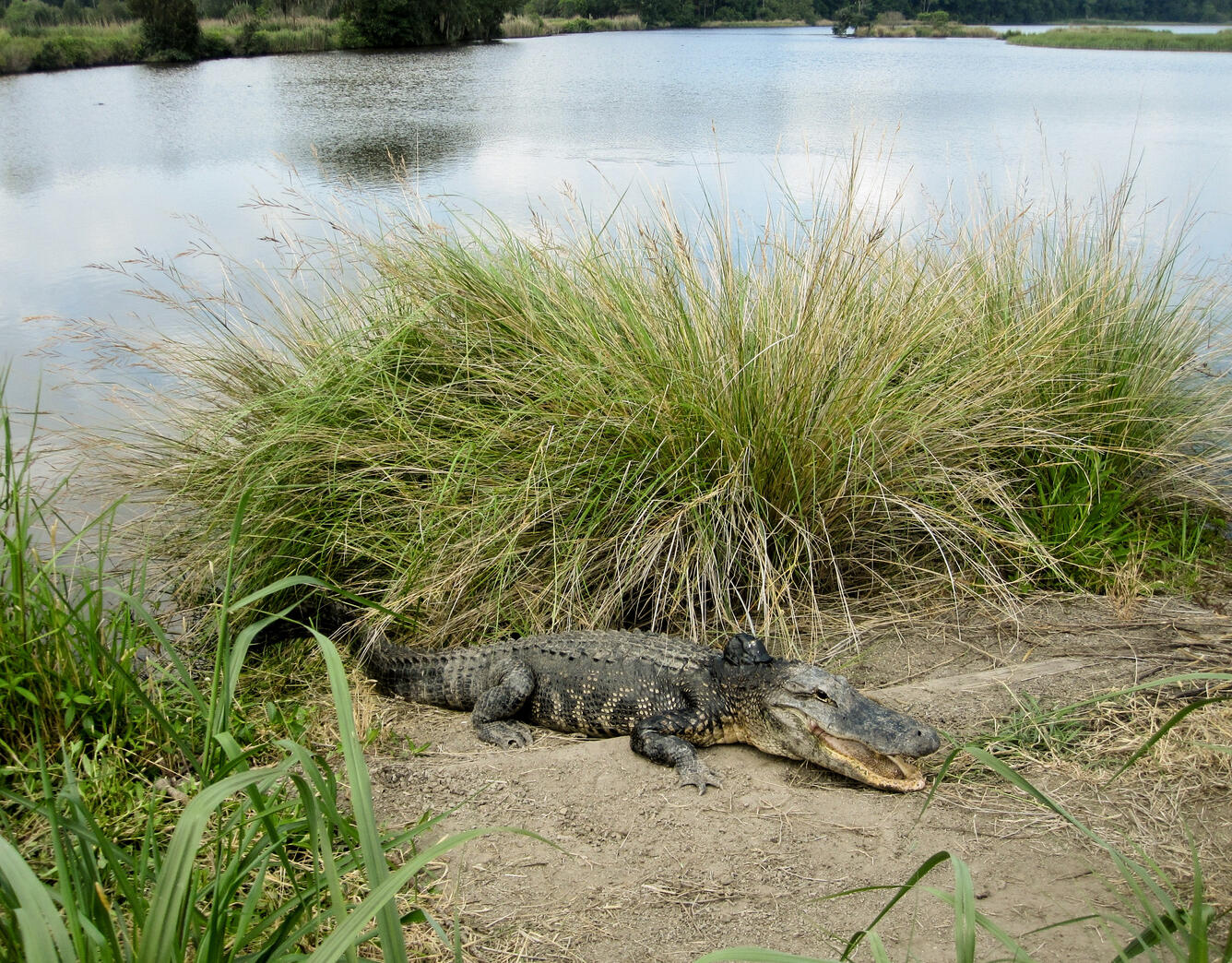 Alligator movement ecology 