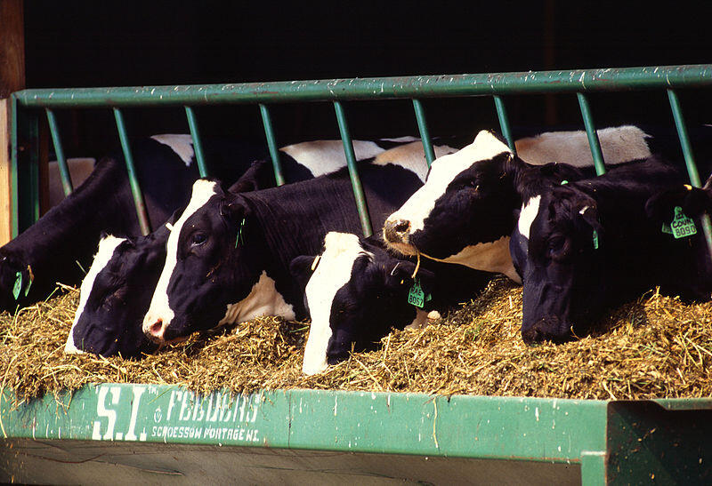 Photo of cows at feed lot
