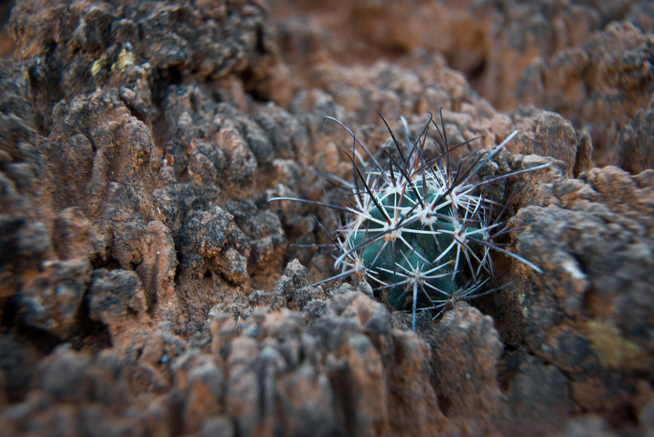 A young fish hook cactus sheltered by soil crust, Arches National Park