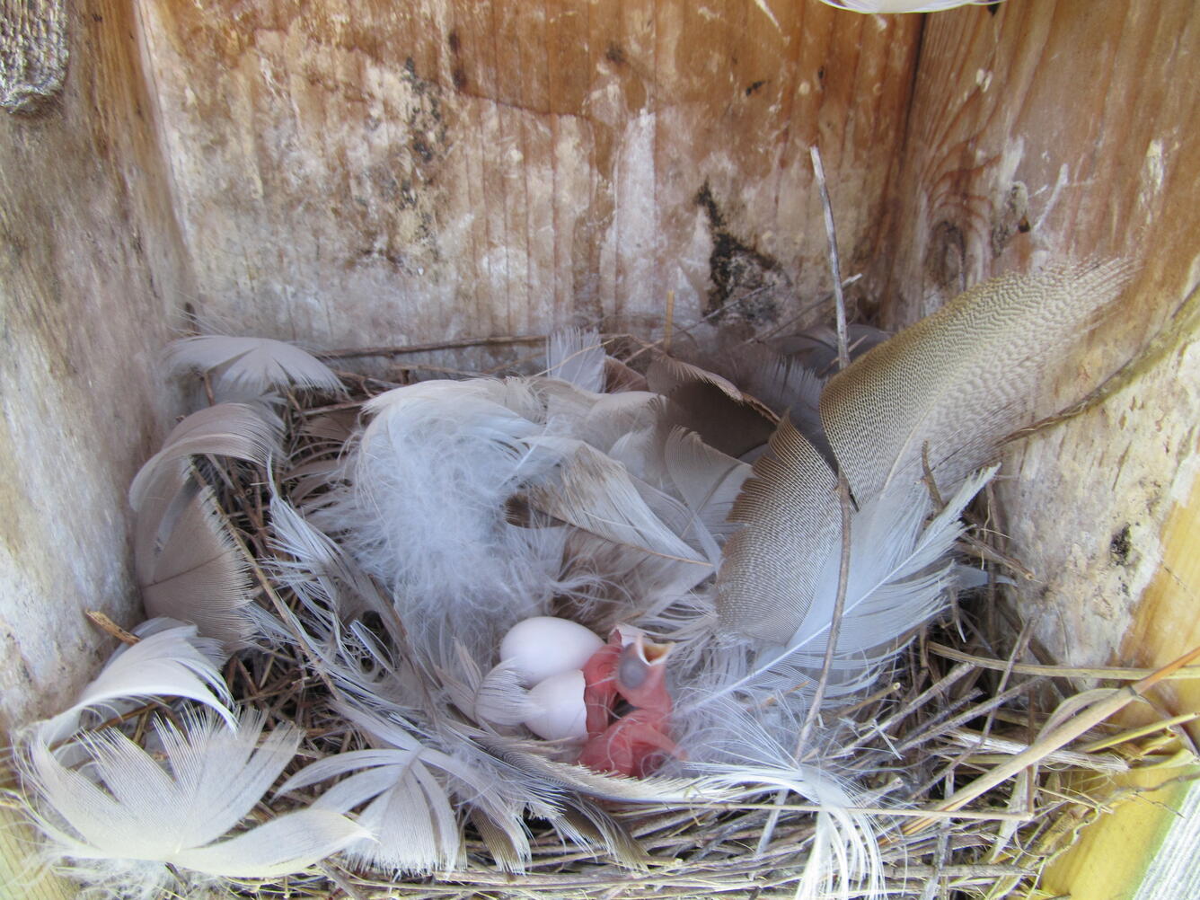 One-day old tree swallow (Tachycineta bicolor) nestlings in a nest box.