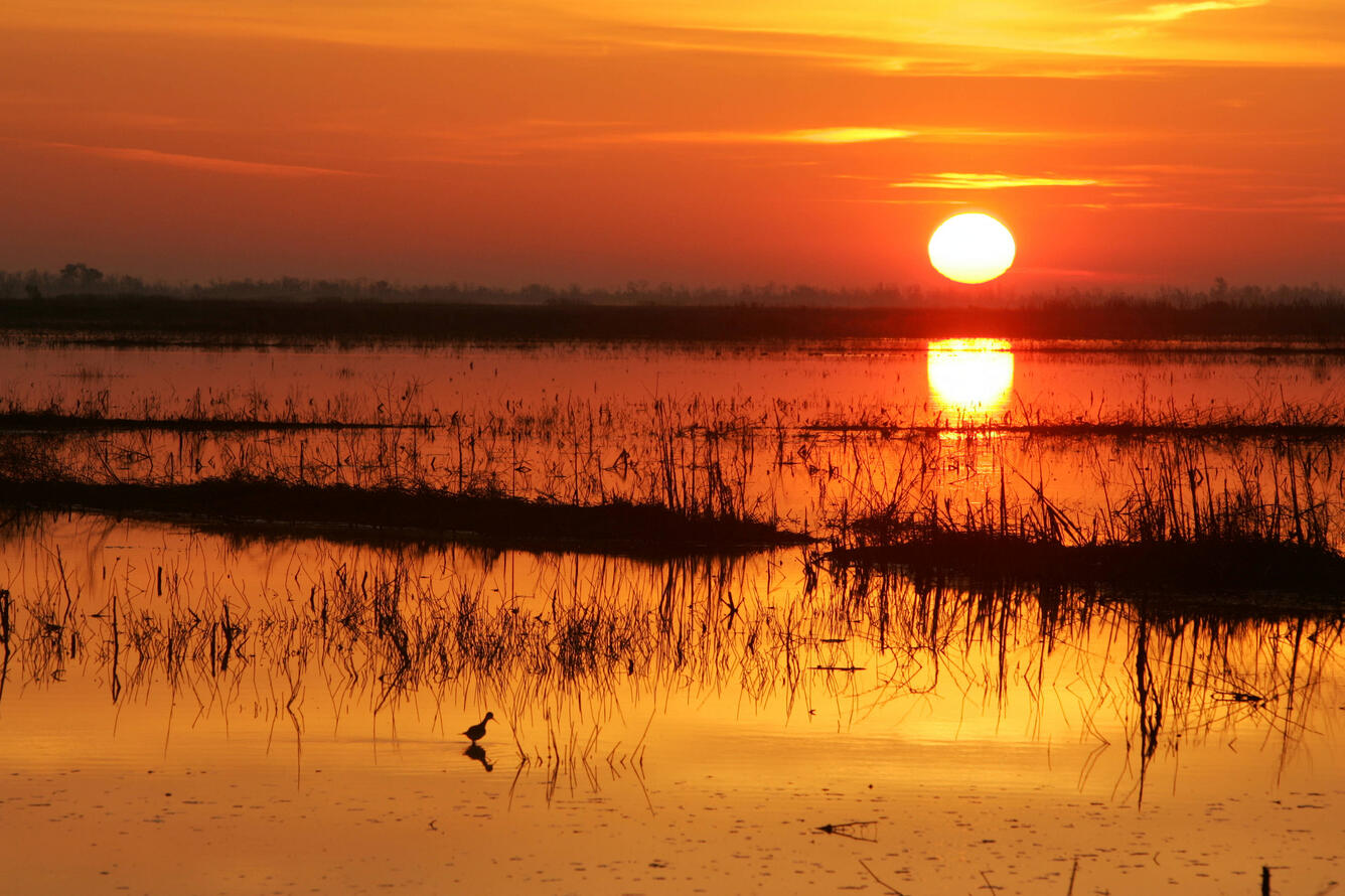 Sunrise on a coastal marsh