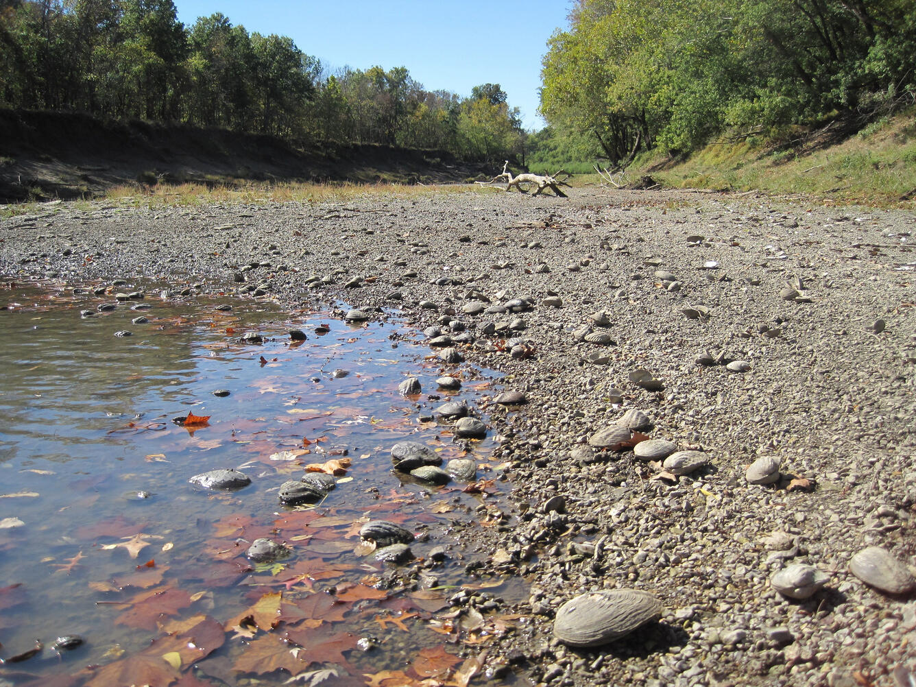 Mussels stranded at Marais de Cygnes Refuge
