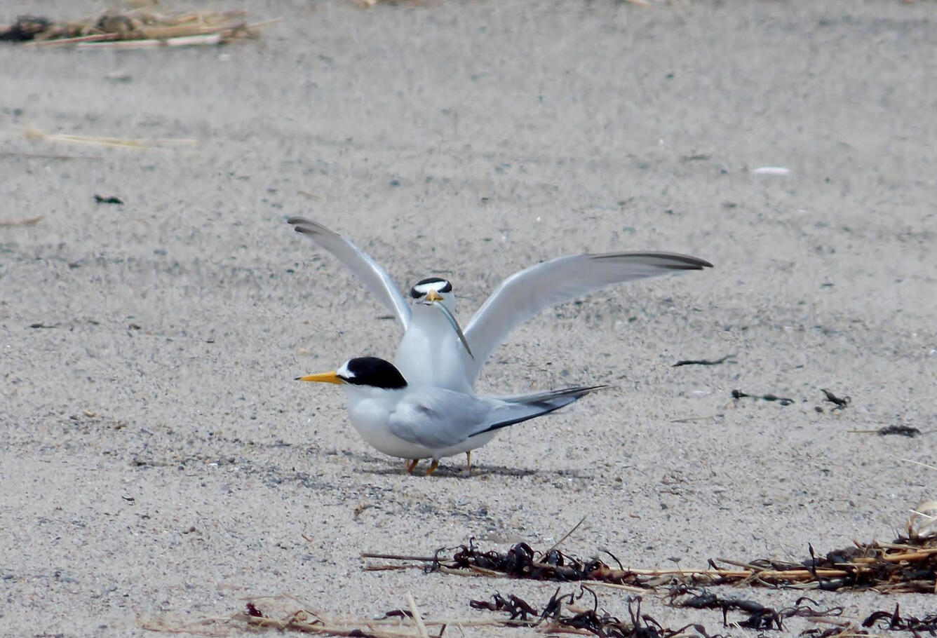 Least terns