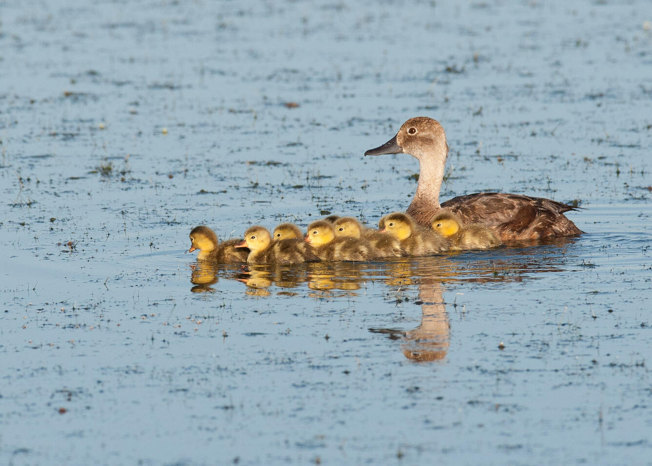 A Readhead hen swimming with her babies