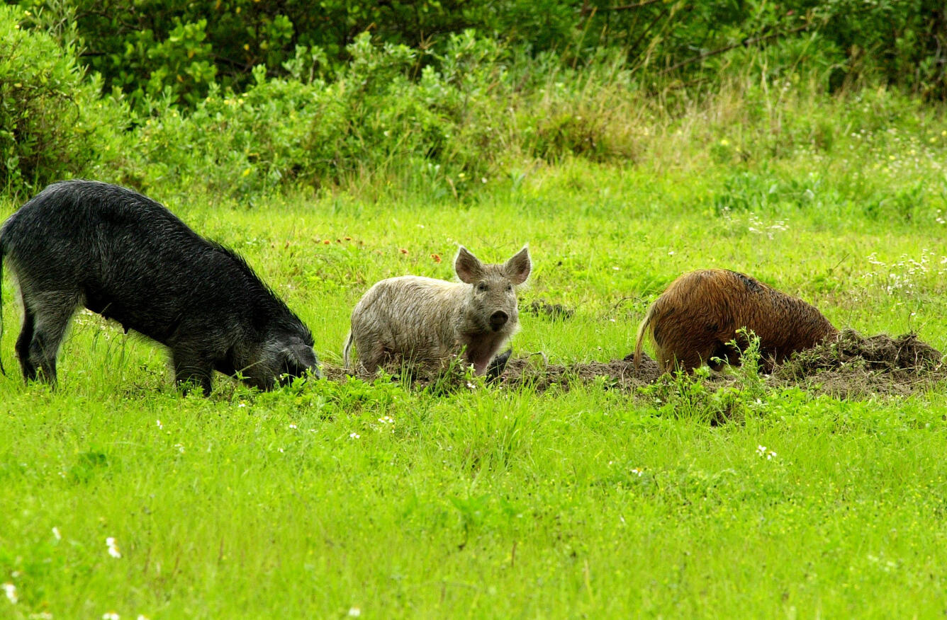 Feral pigs