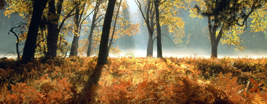 Black oaks and ferns. Leidig Meadows, Yosemite National Park