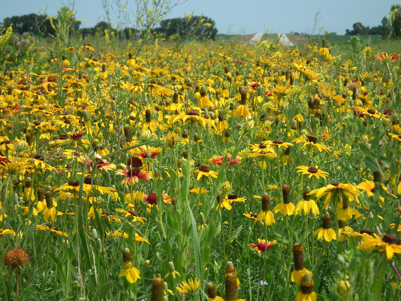 Conservation seed wildflowers in South Dakota