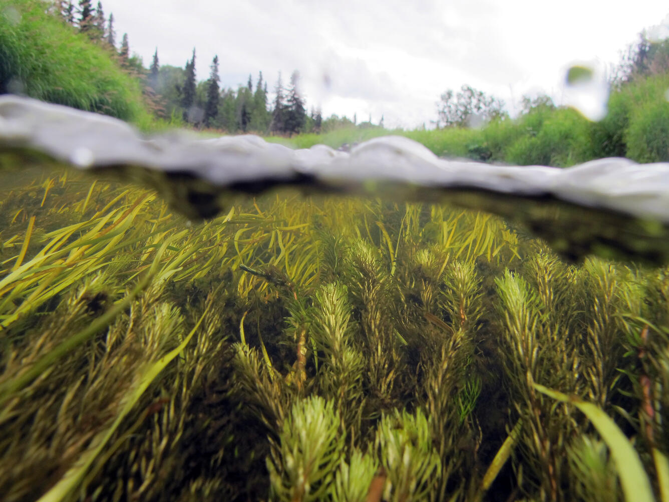 Aquatic vegetation used by juvenile salmon as cover in Rabideux Creek near Talkeetna, Alaska