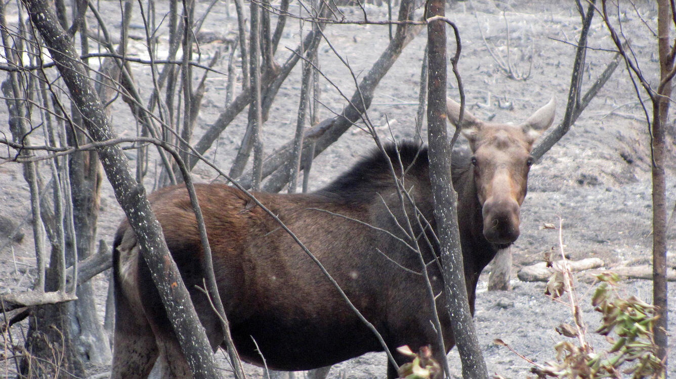 Moose wandering in a crown fire burn at the Lolo Creek Fire
