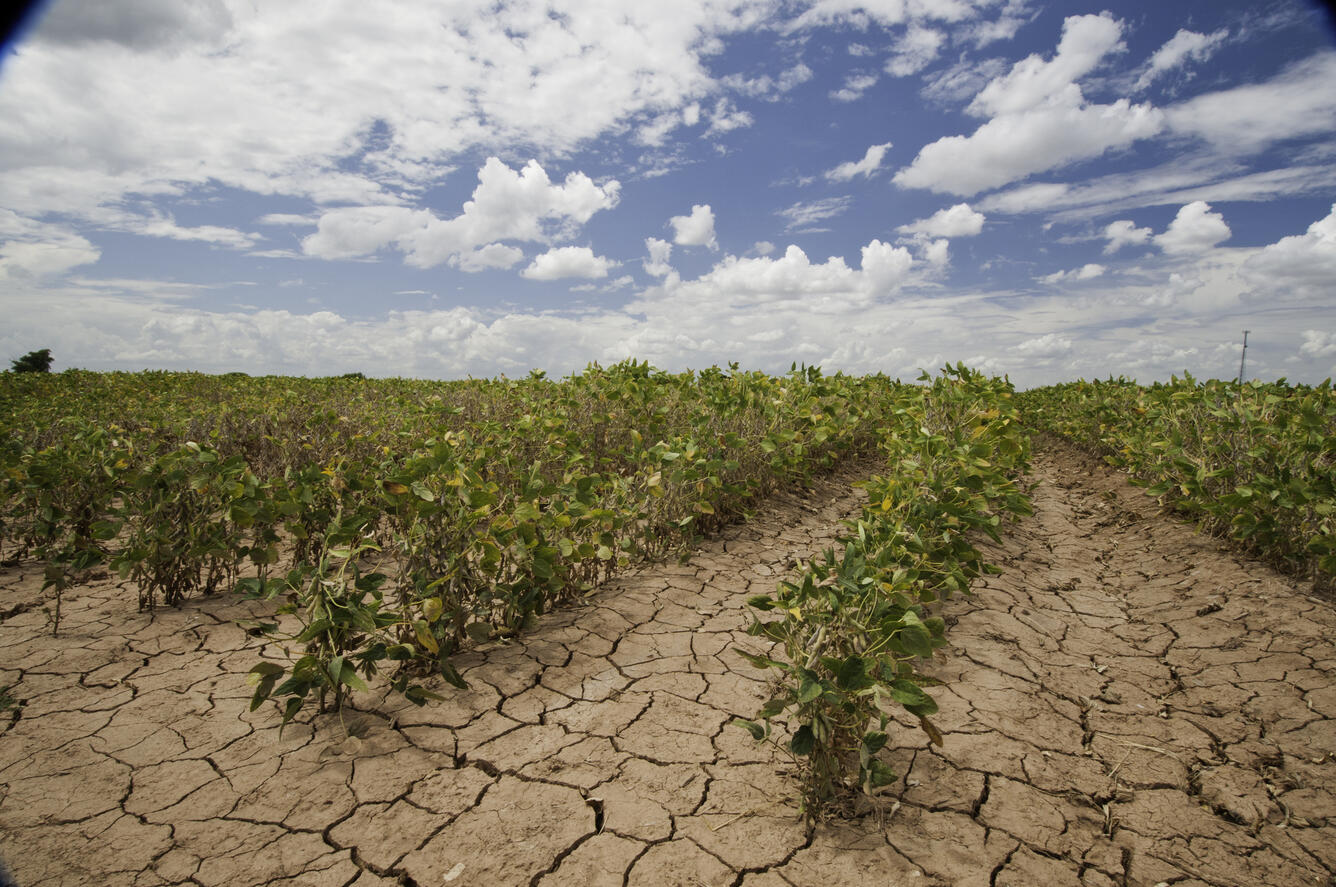 Soybeans showing the effects of drought near Navasota, TX