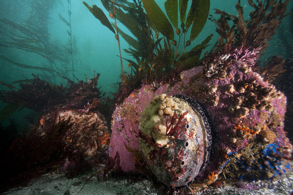 Red Abalone