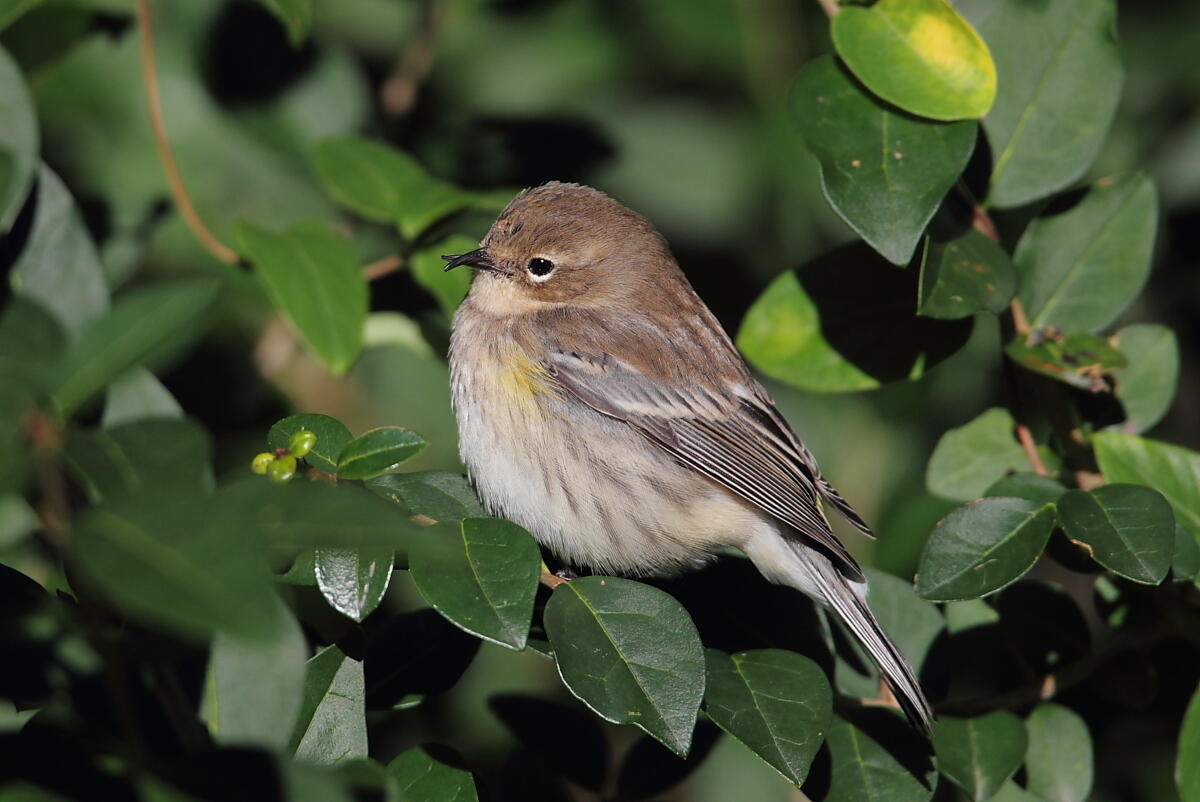 A Yellow-rumped (Myrtle) Warbler with a deformed beak sitting in a tree in Cape May, New Jersey