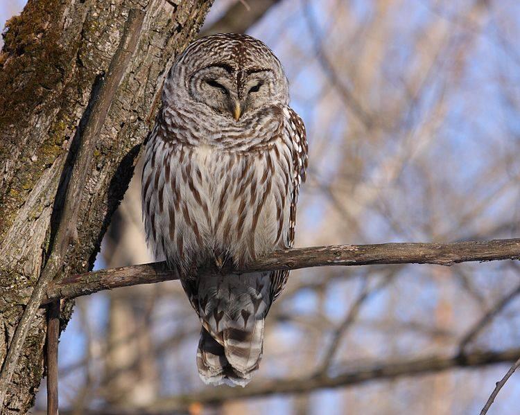 Barred owl perched on a tree branch