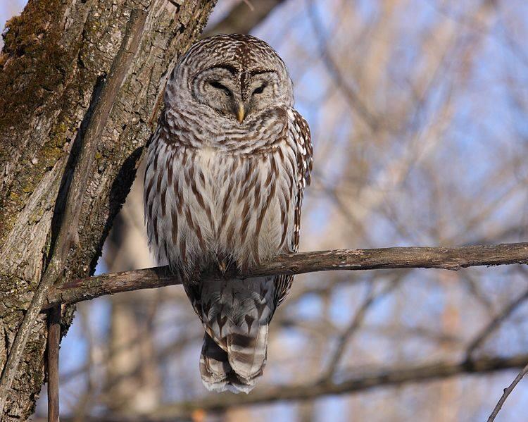 Barred owl perched on a tree branch