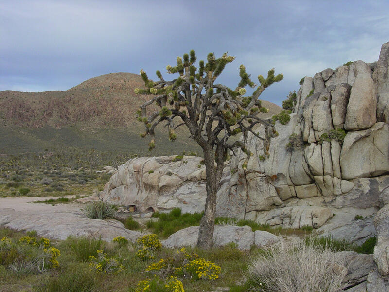 Near Kessler Peak	