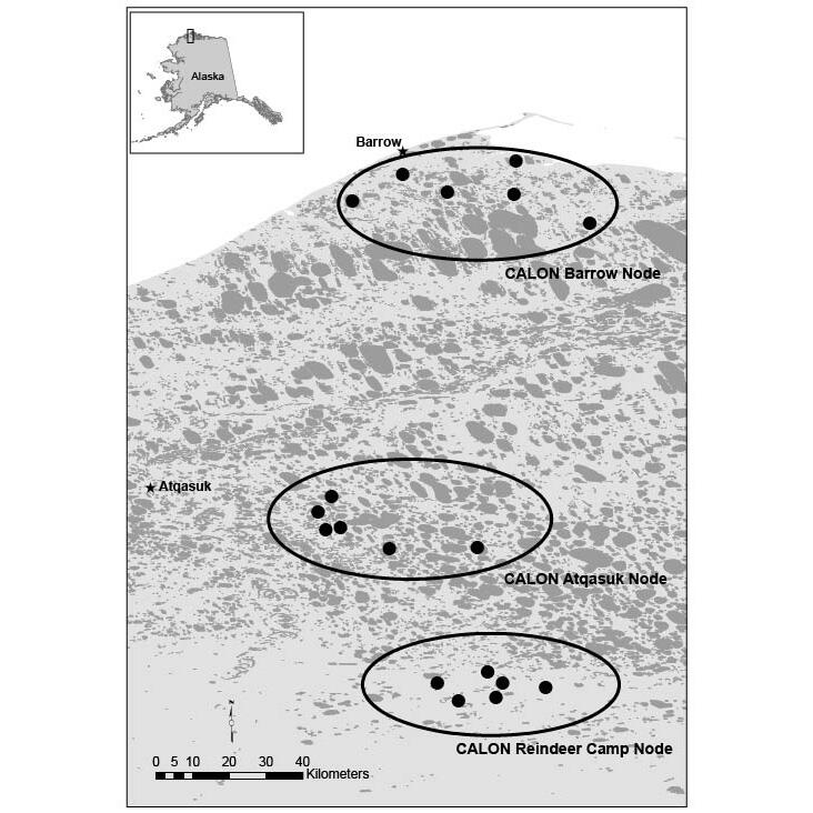 Study area of lakes monitored by the Circumarctic Lake Observation Network (CALON).