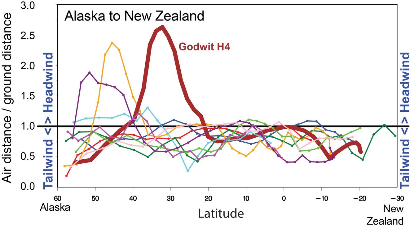 Graphic shows relative strength of headwinds or tailwinds during approx. 9-day, 10,000 km, non-stop, trans-Pacific migrations